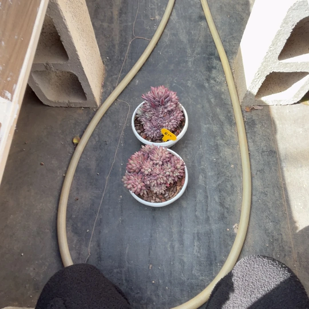 璐***）b10虞美人群生两颗呀呀