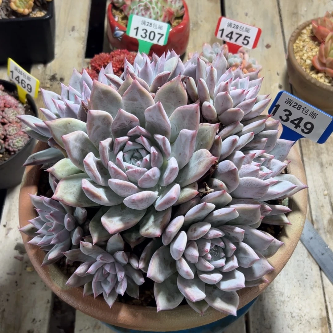 1349卡杂，冠服25公分