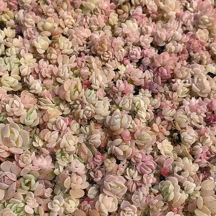 237 多肉植物盆栽花卉植物