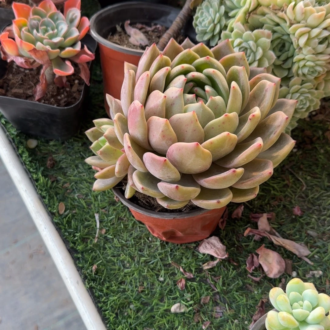 酷***爱无花朵果冻橙大双头