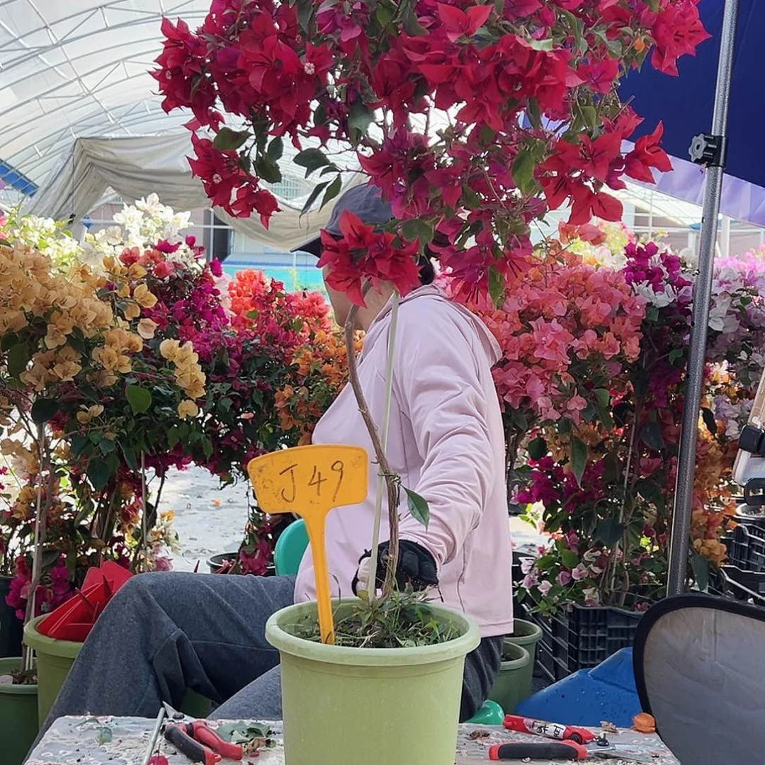 憨***a大部分花苞少量开放J49酒红桑巴