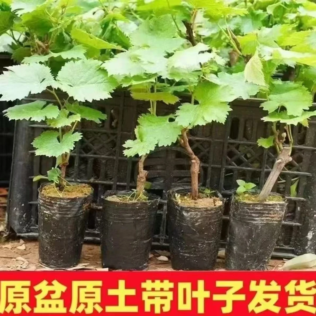 原盆原土精品葡萄树苗南北方均可栽种阳光玫瑰蓝宝石