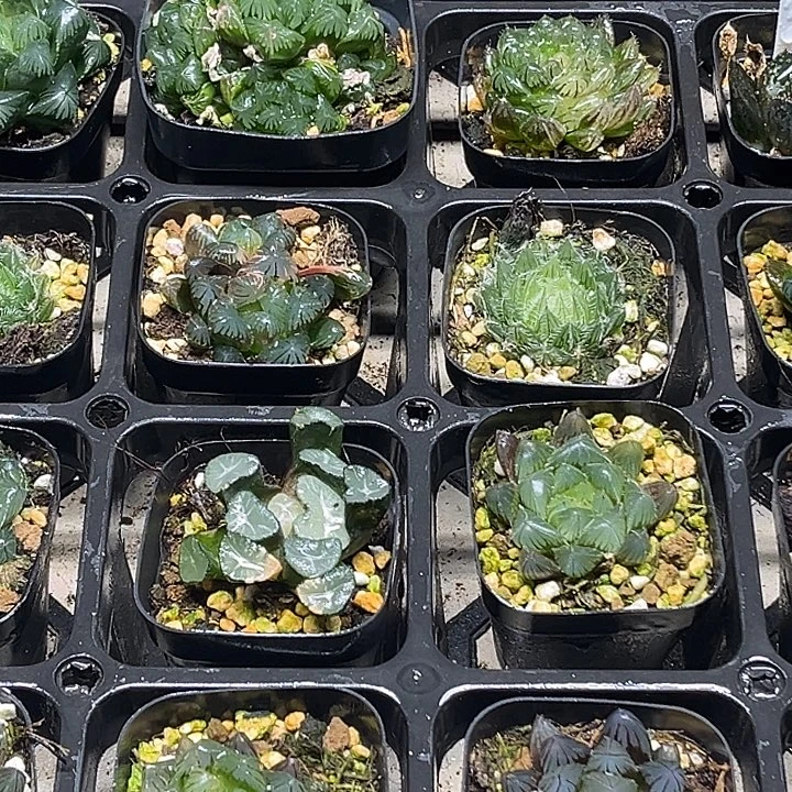 38 脱土发货8颗13.9包邮