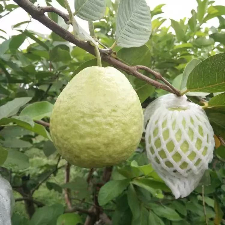 鲜果欢白心芭乐香甜软糯番石榴5斤装坏果包赔