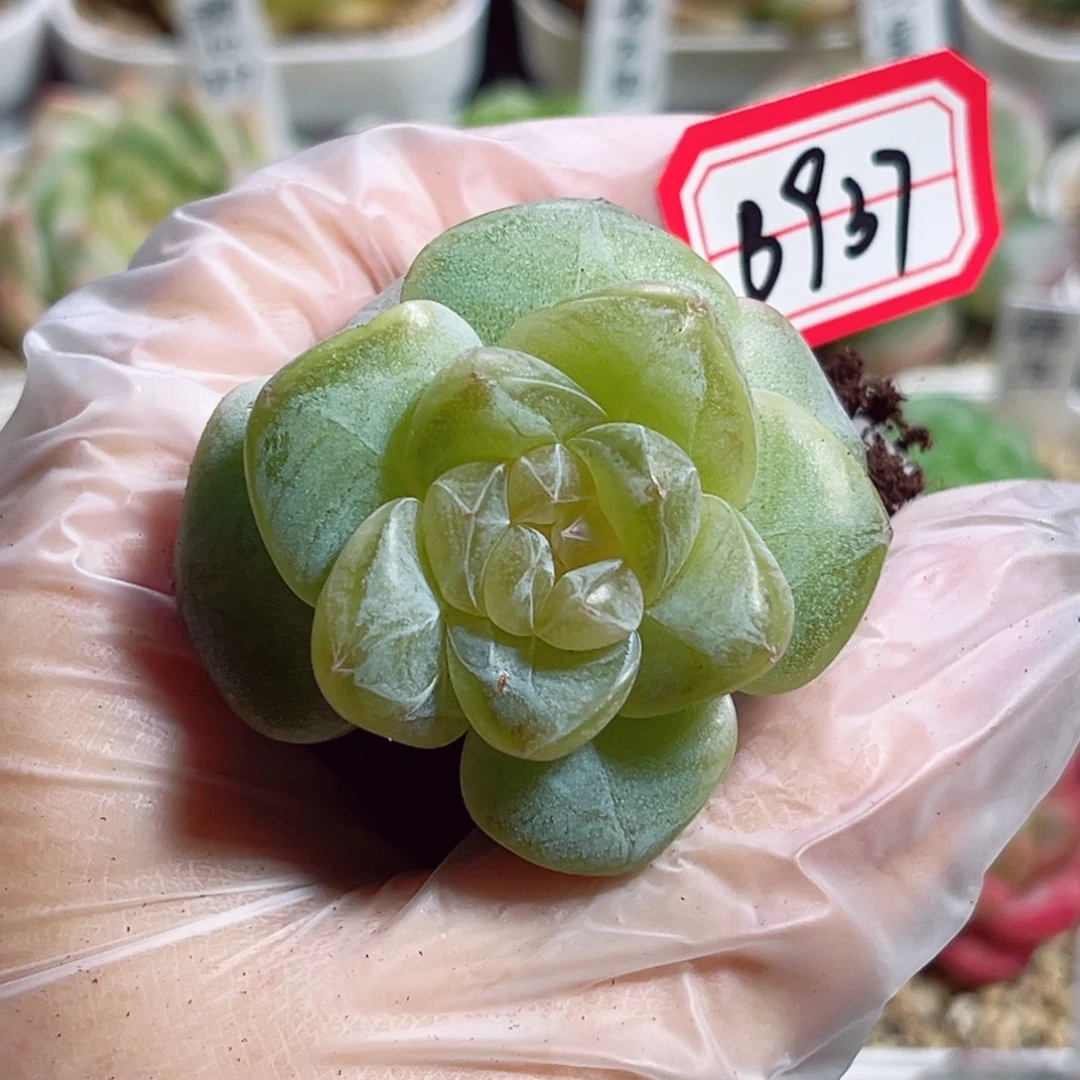 B937 一物一拍 珍妮瑕疵