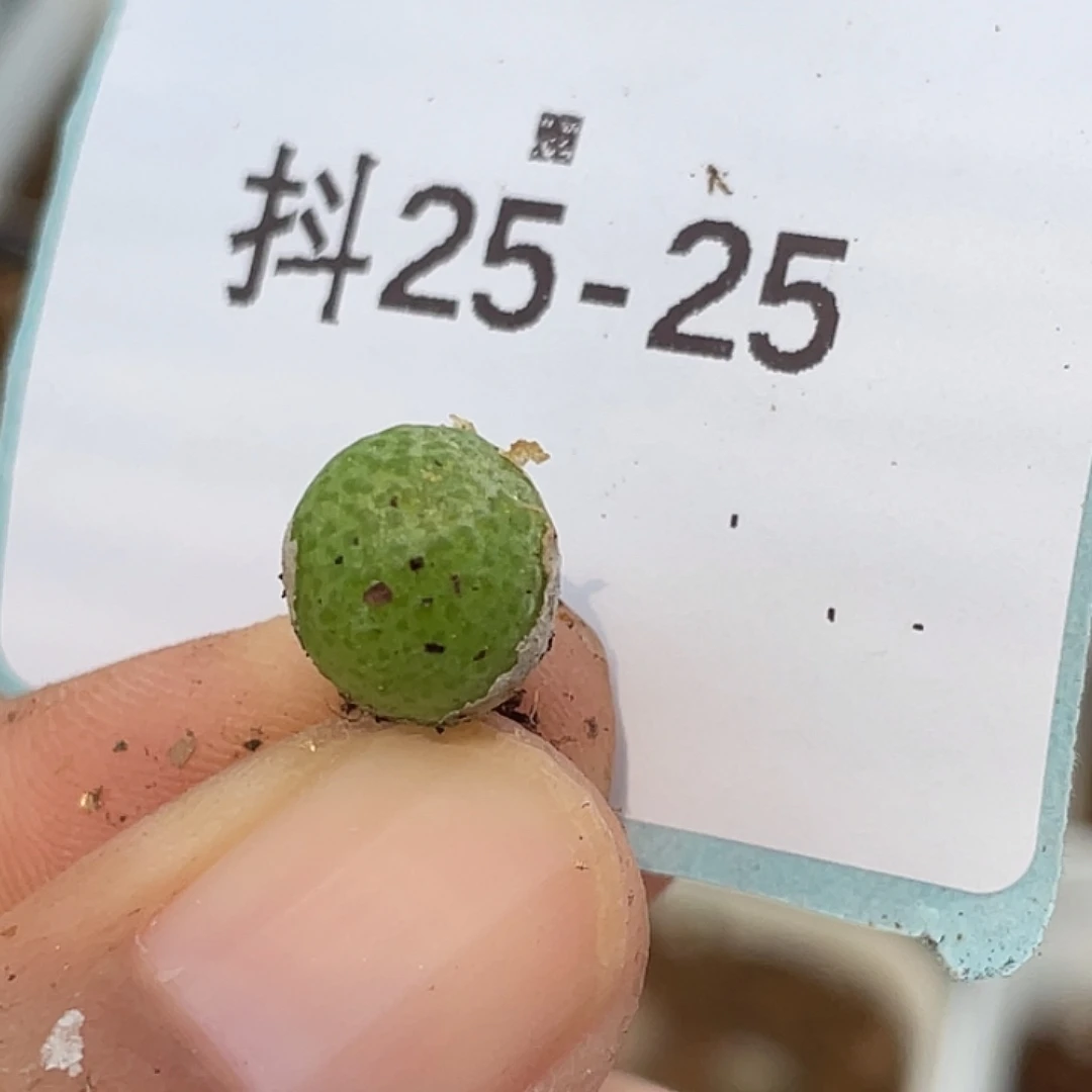 25-25园艺玉米多肉植物