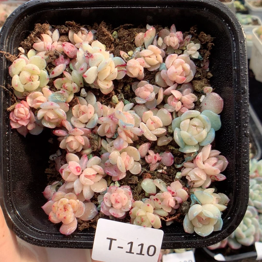 无花朵T110英语英语