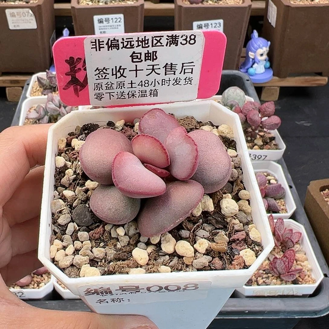 浅****?008白肌红蛋多肉