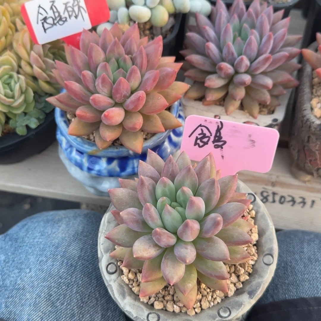 兜***米红蜻蜓两颗五十包邮老桩