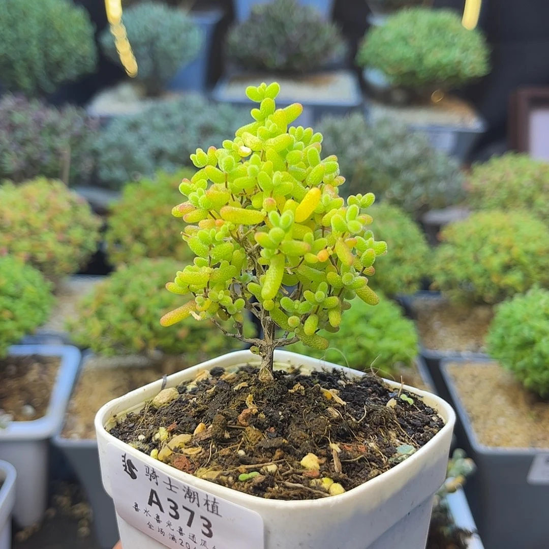 373蜜橘糖球枝干番杏