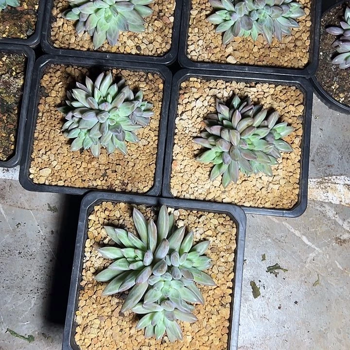 用***1虞美人群生多头多肉