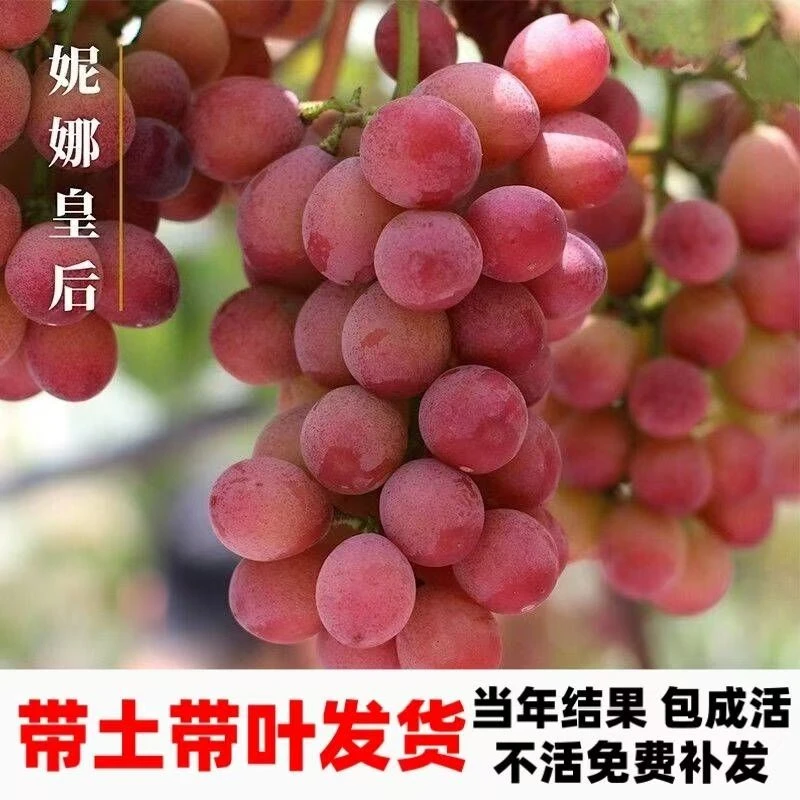 【带叶带土发货】葡萄树苗一物一拍  盆栽地栽爬藤 南北方种皆可种