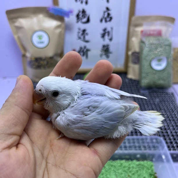 牡丹鹦鹉-精品重色紫伊莎公H67971