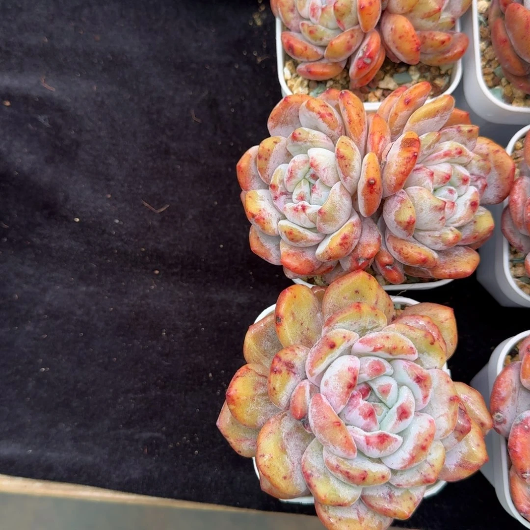 该***了精控石化，带盆发货