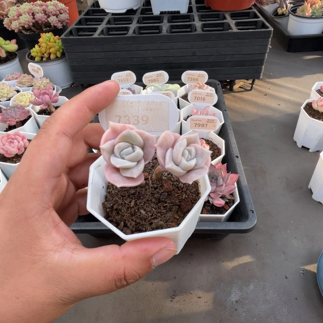 7339可爱玫瑰 5.0厘米