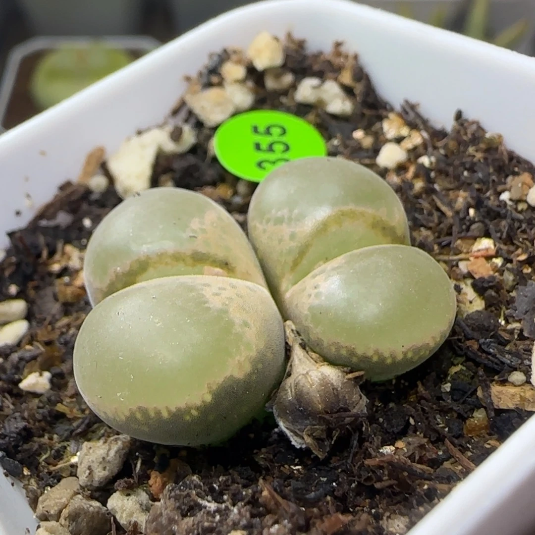 漂漂亮亮多肉植物355