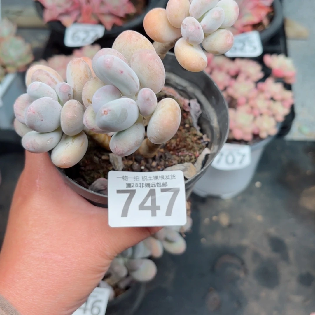 蛋黄奶无盆土发货