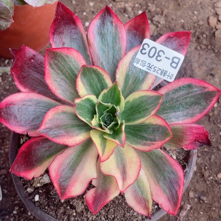 303魅影多肉12345678