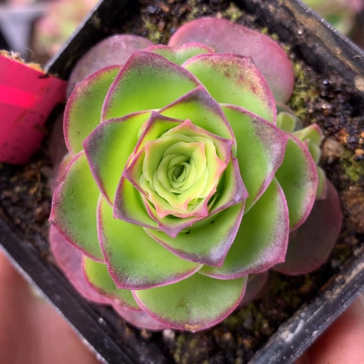 一物一拍天使之翼311