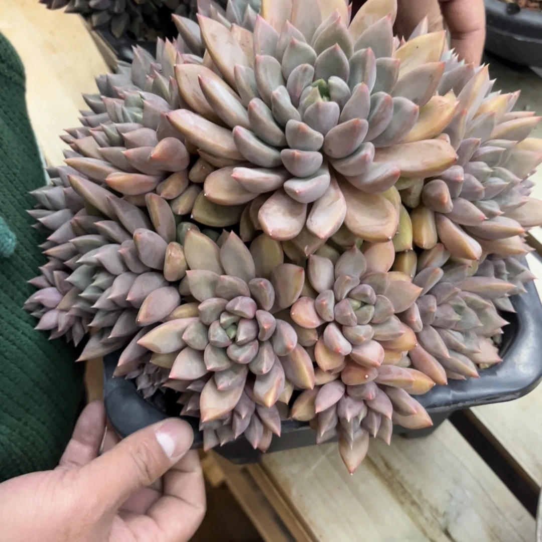多肉植物多肉植物