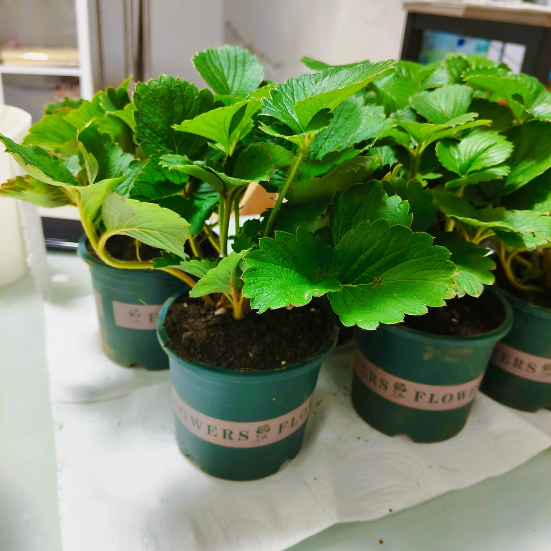 四季盆栽带土草莓辣椒脱毒当年结果适合阳台庭院种植绿植