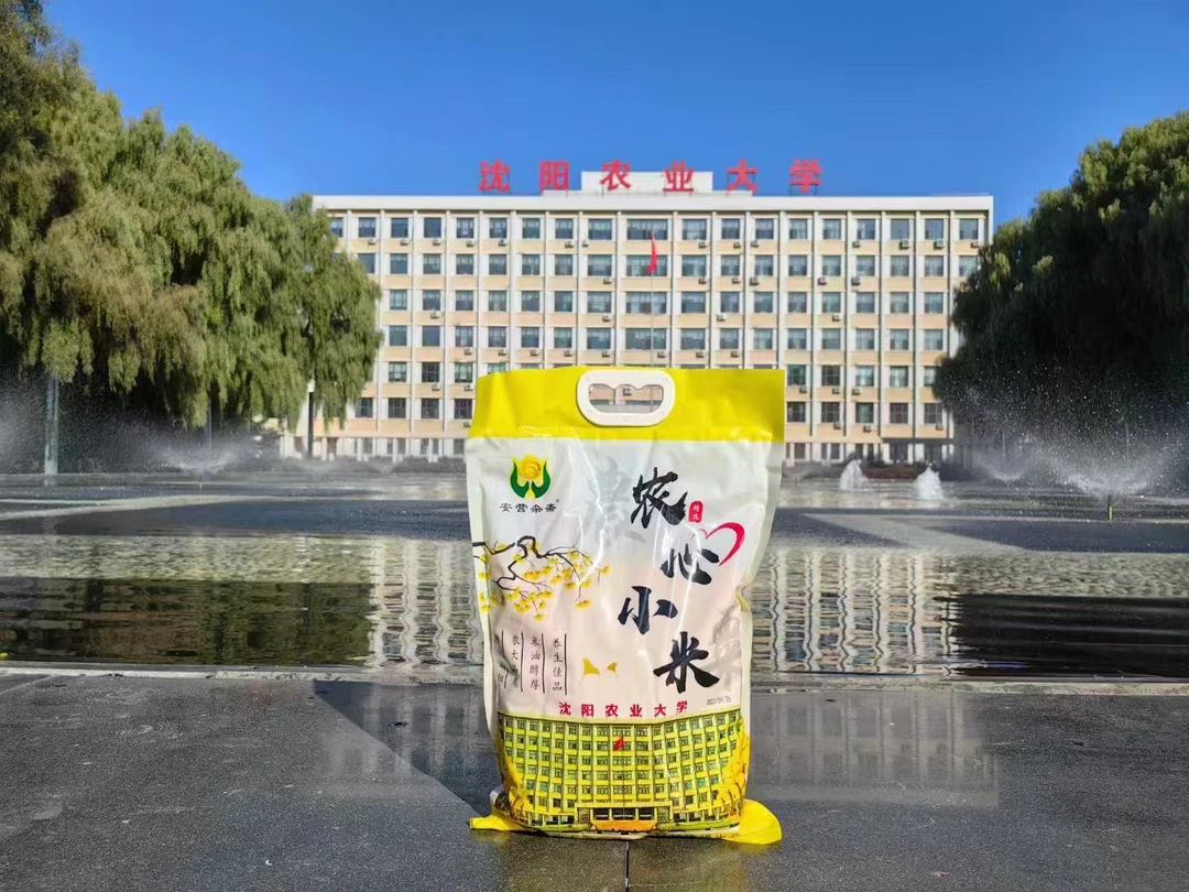 农心小米朝阳小米 金苗K1