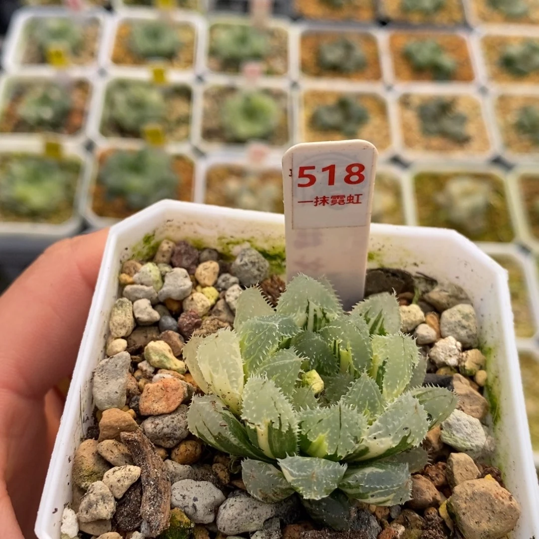 518玄冰十二卷多肉植物