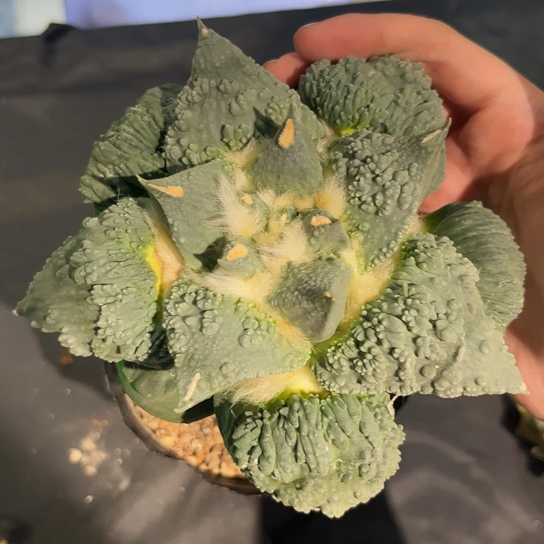 8号14cm无根白肌大宽血怒
