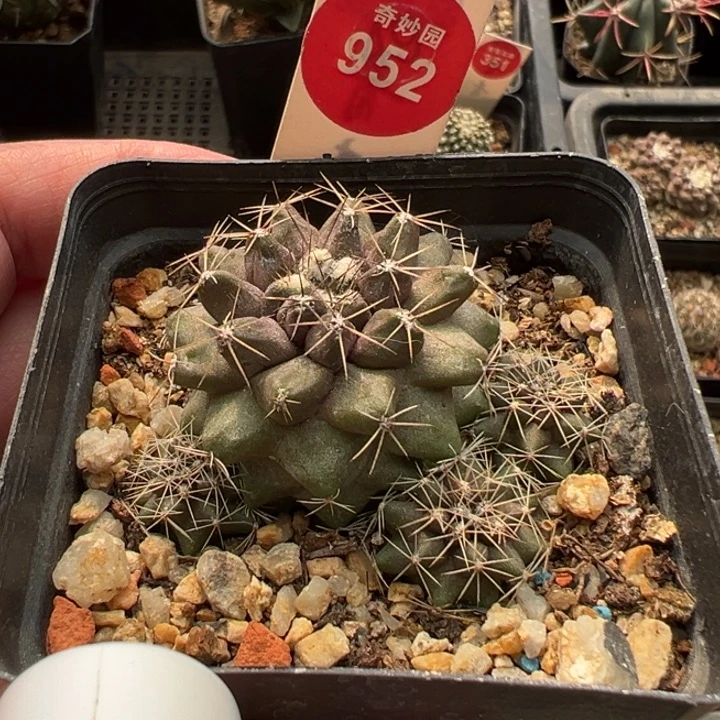 实生龙爪球紫鳞龙群一棵仙人球