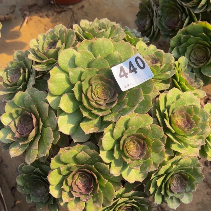 万圣节多肉植物440