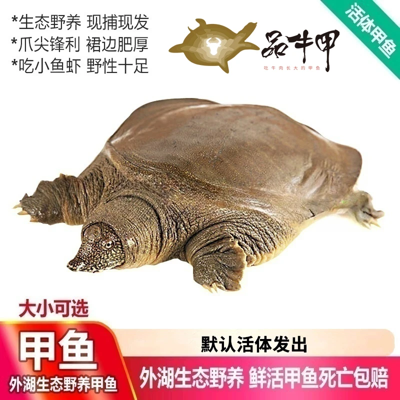 [苏超福利]生态外塘养殖品牛甲10年生态甲鱼吃牛肉活鱼公甲鱼