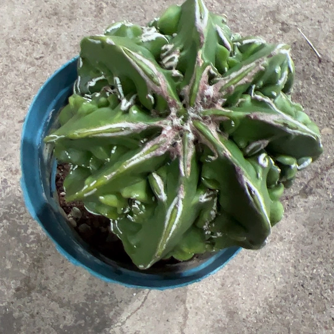 德***杀实生鸾凤玉一物一拍