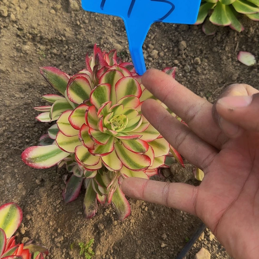 宝***?143荔枝多肉哦哦哦