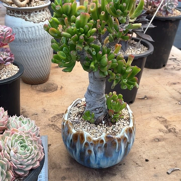 多肉植物，吸财树