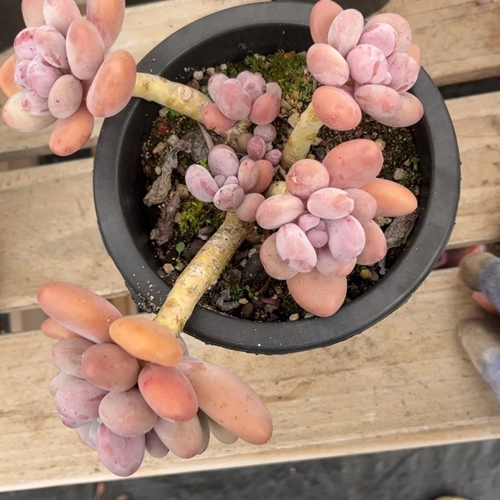 大叶奶多肉植物8 0 6