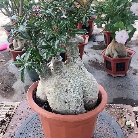 【闪购商品】无花朵红