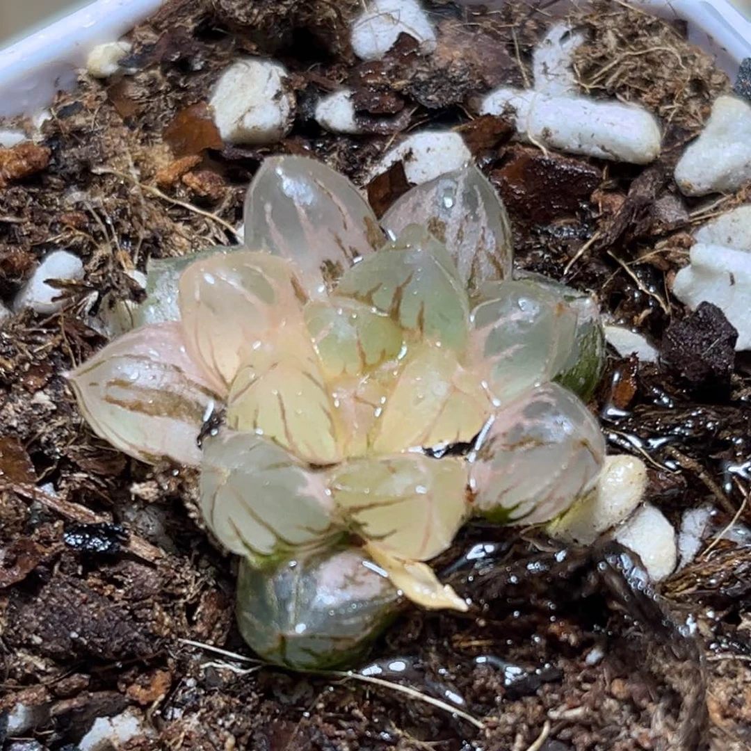 恭喜发财大吉大利503