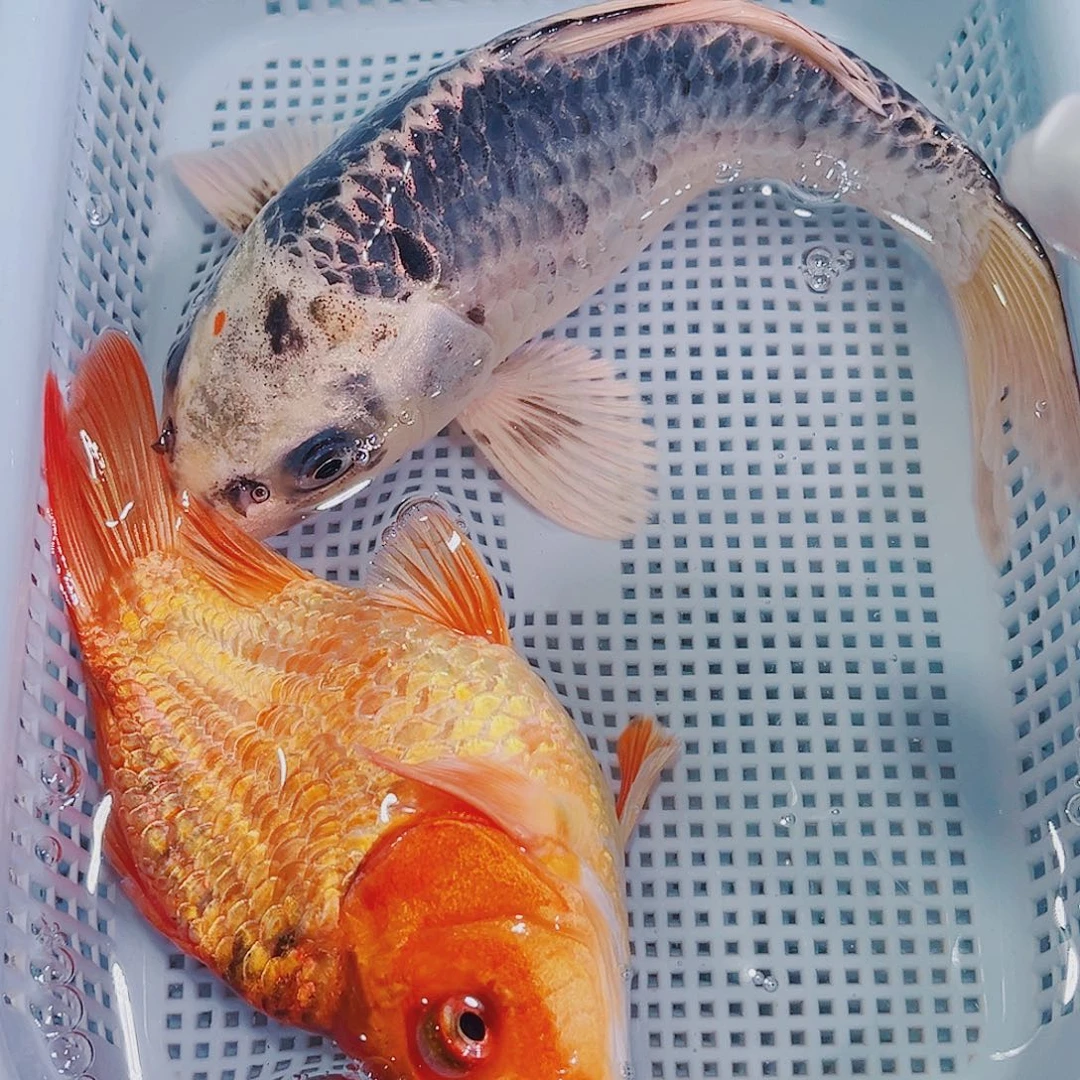 锦鲤锦鲤冷水鱼观赏121