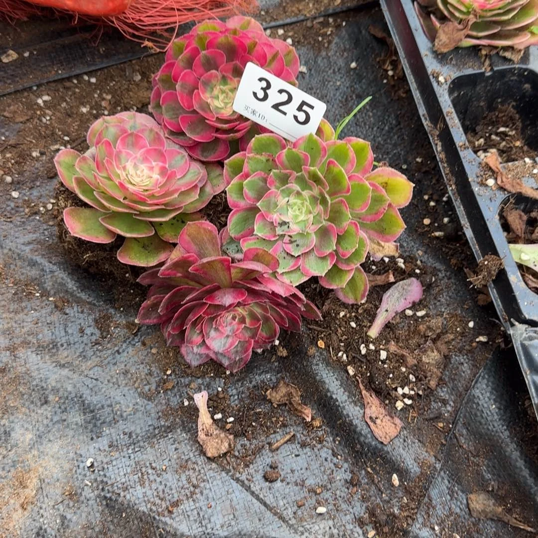 郭***芬4个小苗多肉植物325