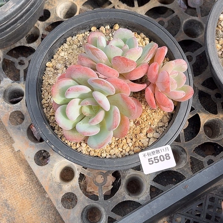 阿雅园艺。        5508香橙