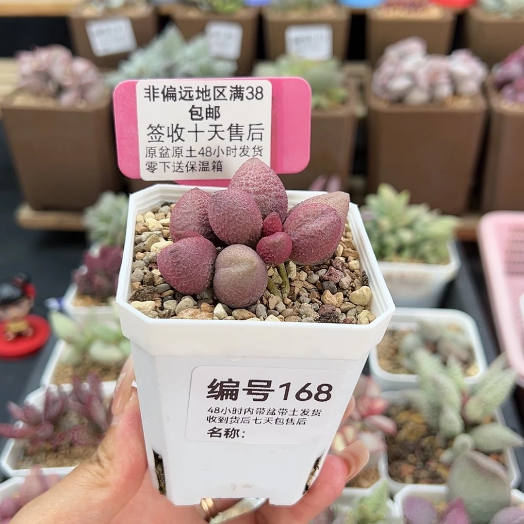 百****168服部多肉植物