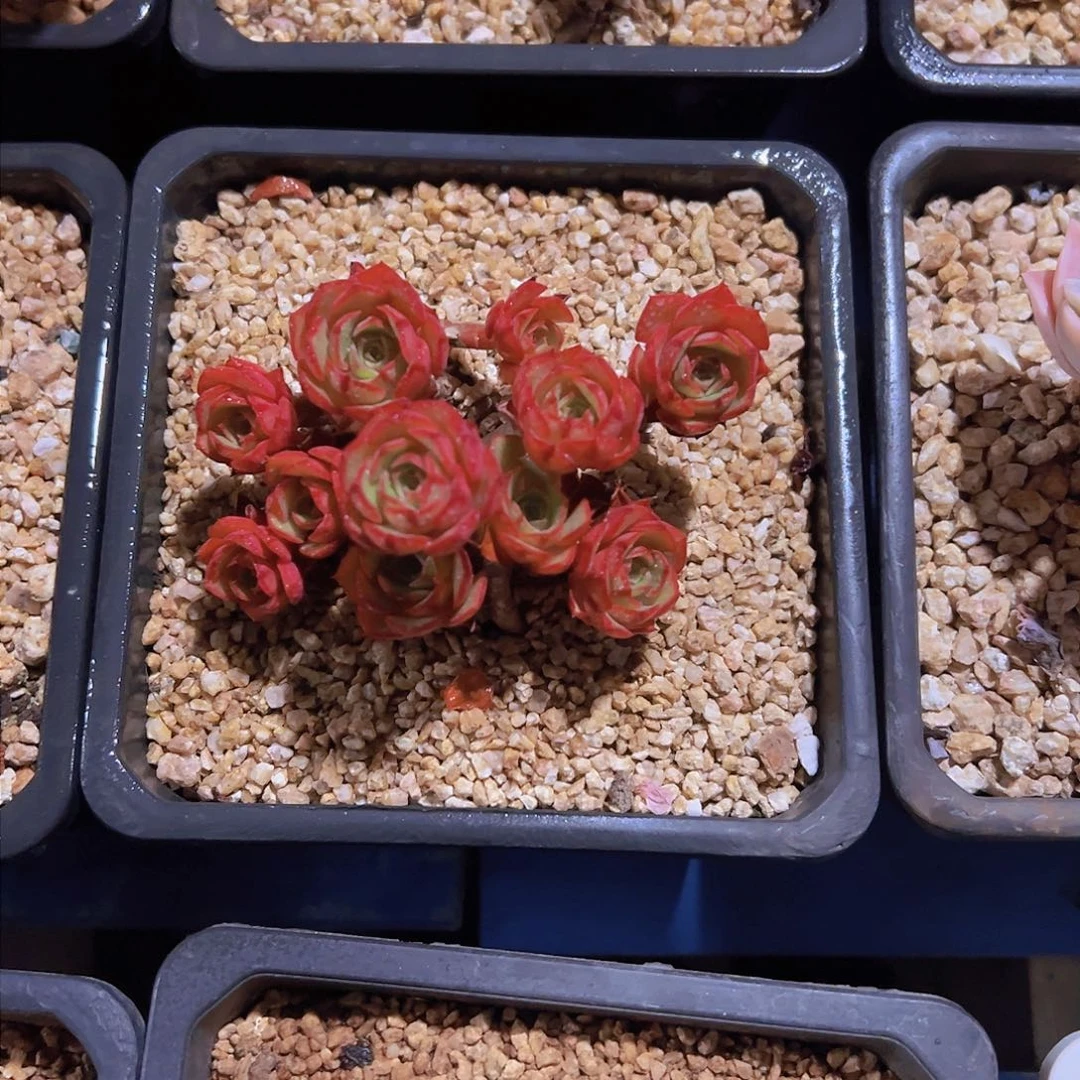 ?***?罗西玫瑰，多肉植物，