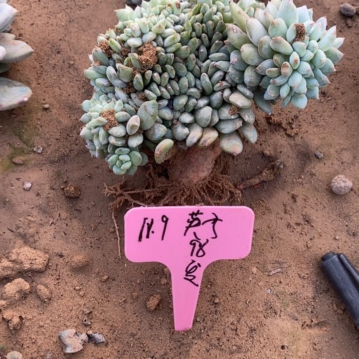 福多多花卉园艺星影