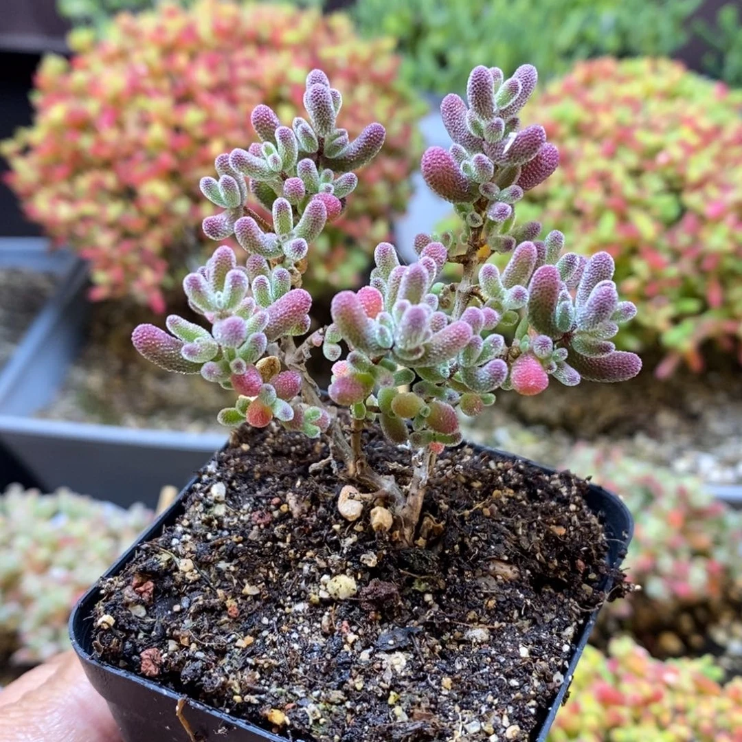 无花朵62号冰糖枝干多肉