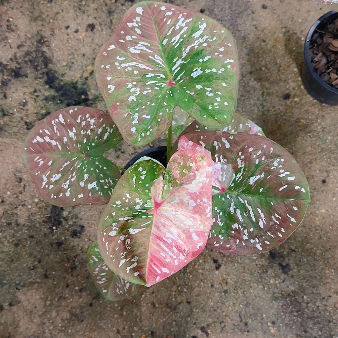 304-0609泰国发货超级明星二代