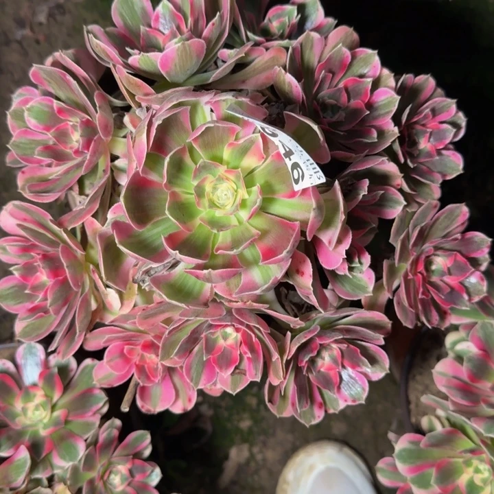 3946女郎多肉植物