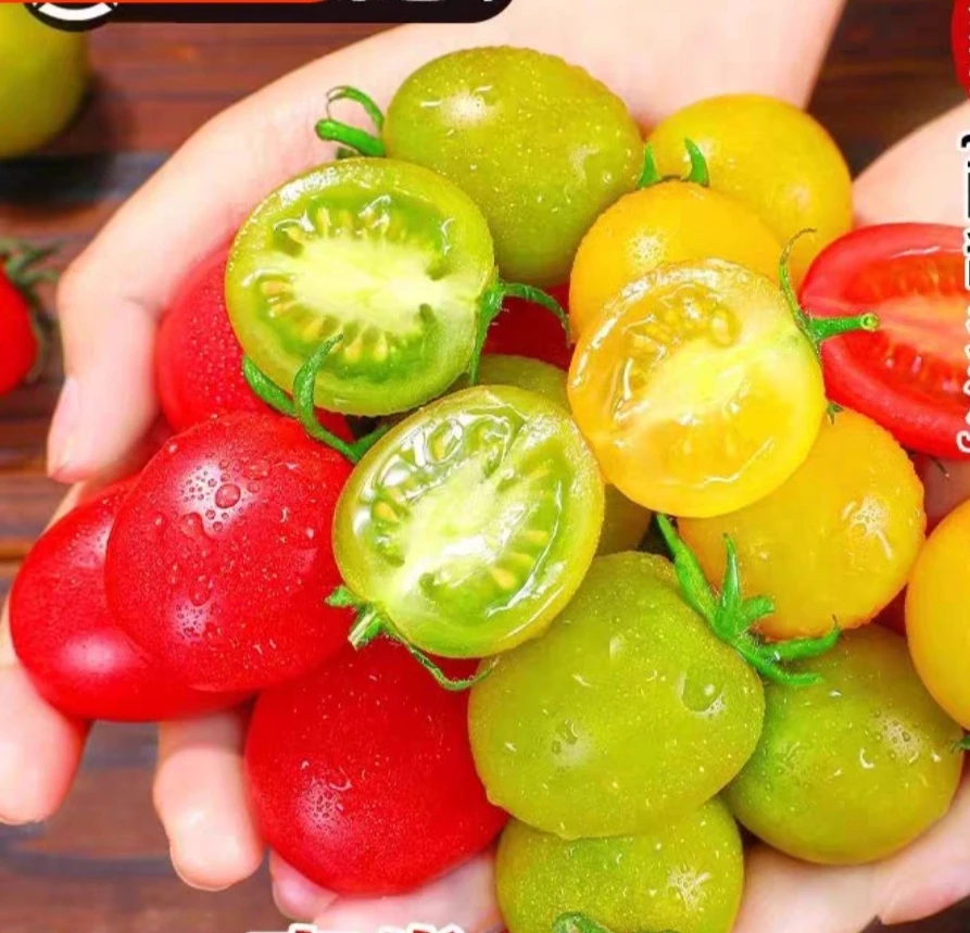 现摘本地小蕃茄二色红绿小蕃茄混装发货京东包邮到家