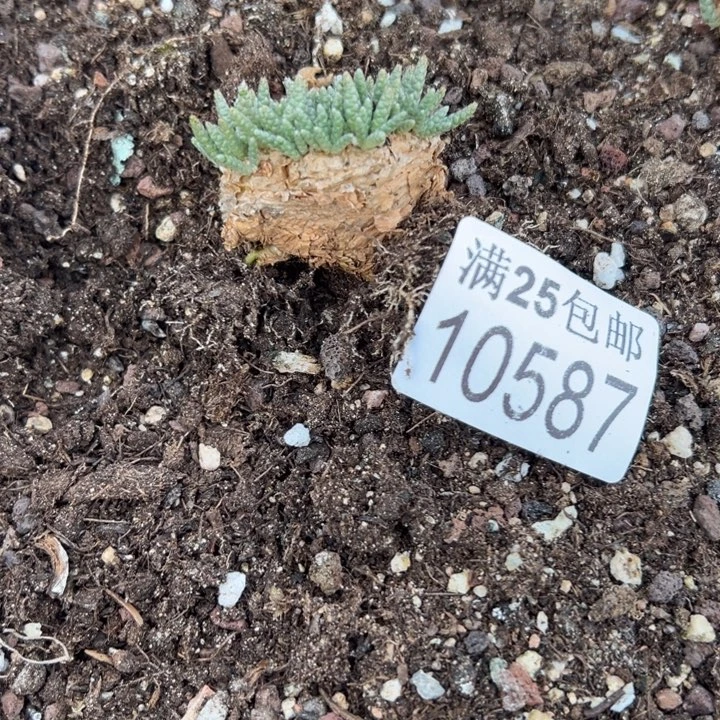 红花587，一物一拍
