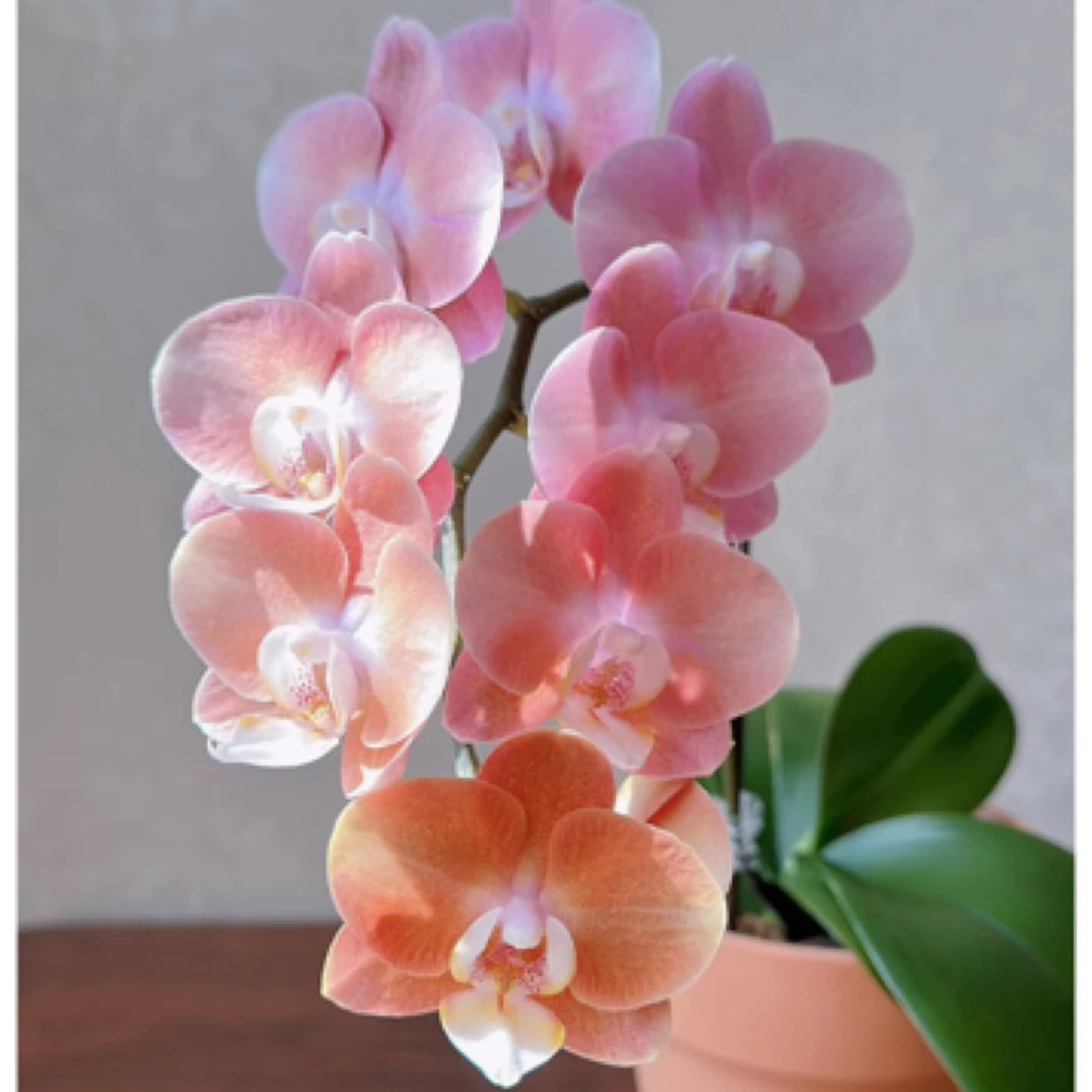 【鲑鱼】无花剑 不带花