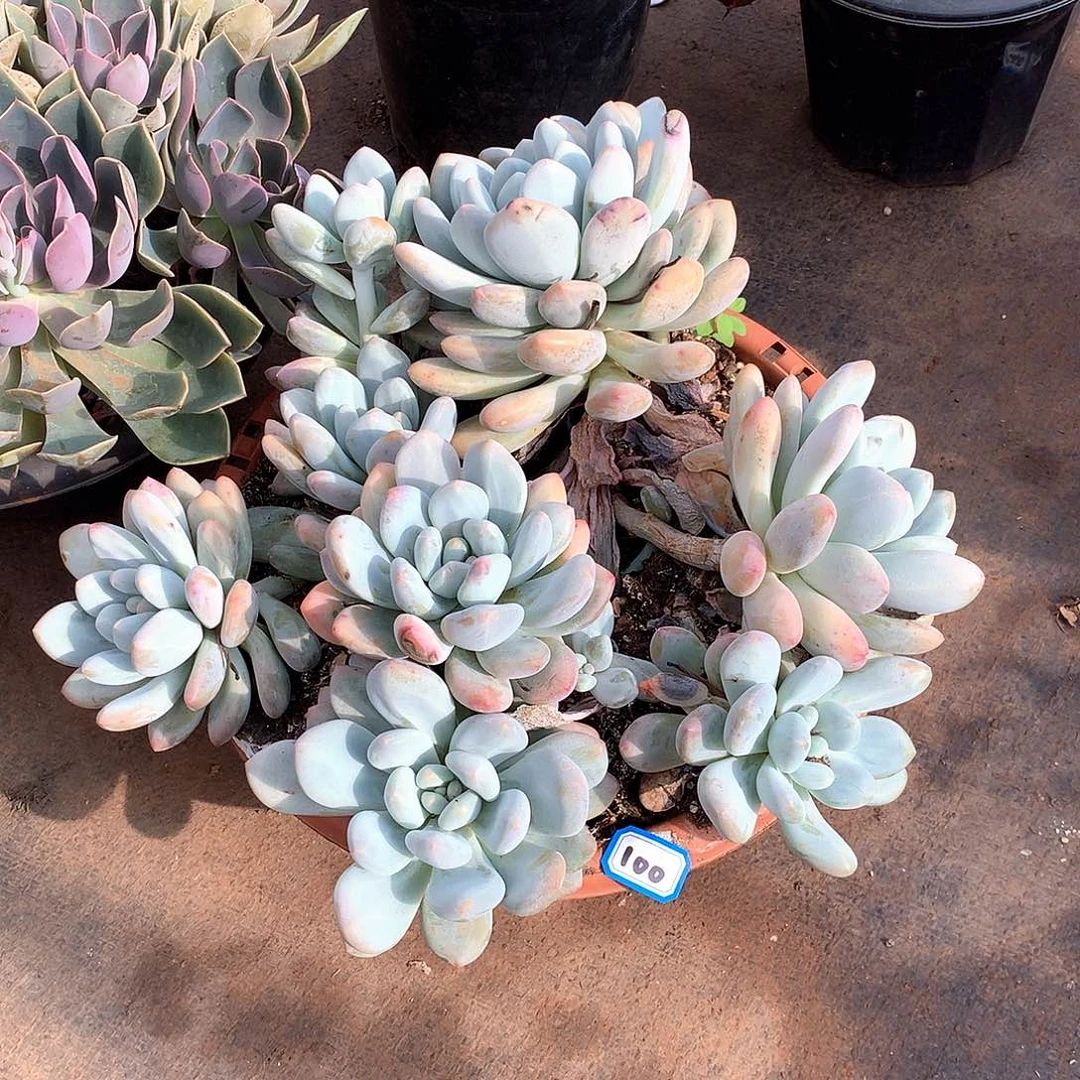 100香水 一物一拍多肉